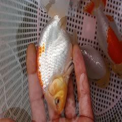 賽級金魚價格表
