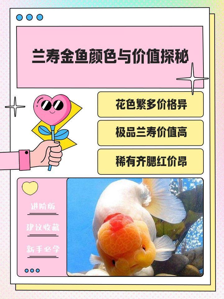 賽級(jí)金魚價(jià)格表