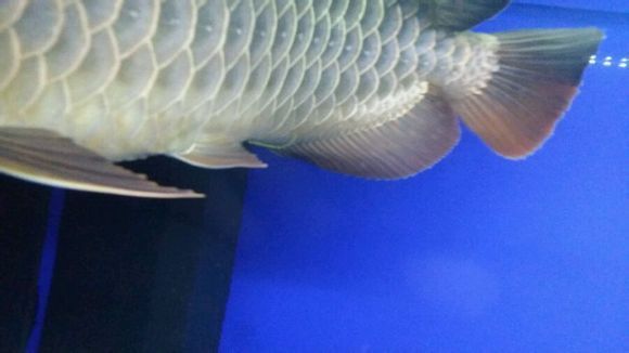 龍魚拉細便:龍魚拉細便可能是由于多種原因引起的 龍魚百科 第1張 龍魚拉細便:龍魚拉細便可能是由于多種原因引起的 龍魚拉細便:龍魚拉細便可能是由于多種原因引起的 龍魚百科 第1張