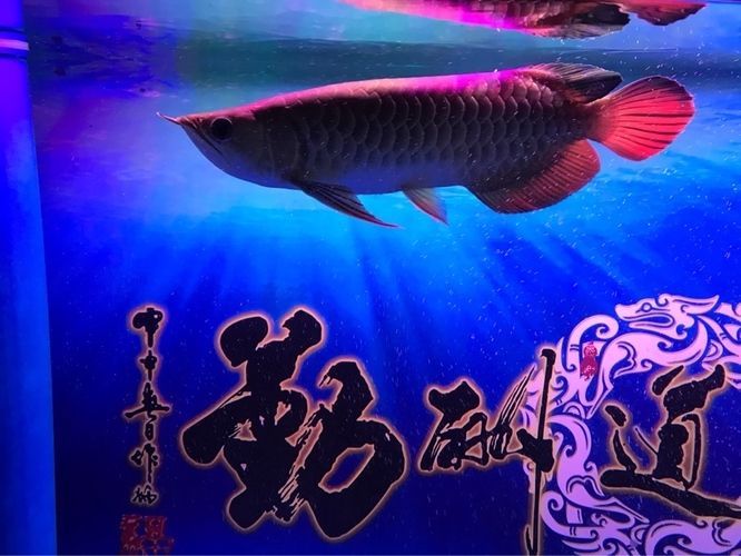 龍魚拉細便:龍魚拉細便可能是由于多種原因引起的 龍魚百科 第2張 龍魚拉細便:龍魚拉細便可能是由于多種原因引起的 龍魚拉細便:龍魚拉細便可能是由于多種原因引起的 龍魚百科 第2張