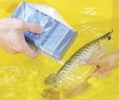 大湖龍魚芯片查詢：大湖龍魚的芯片查詢可以通過以下幾種方式進行