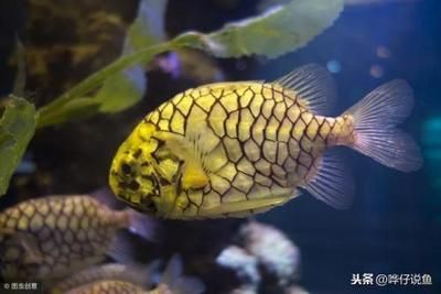 龍魚的體型有哪些種類？：龍魚體型較小的五種常見品種：青龍魚、青龍魚、青龍魚 龍魚的體型有哪些種類？：龍魚體型較小的五種常見品種：青龍魚、青龍魚、青龍魚 龍魚百科 第3張