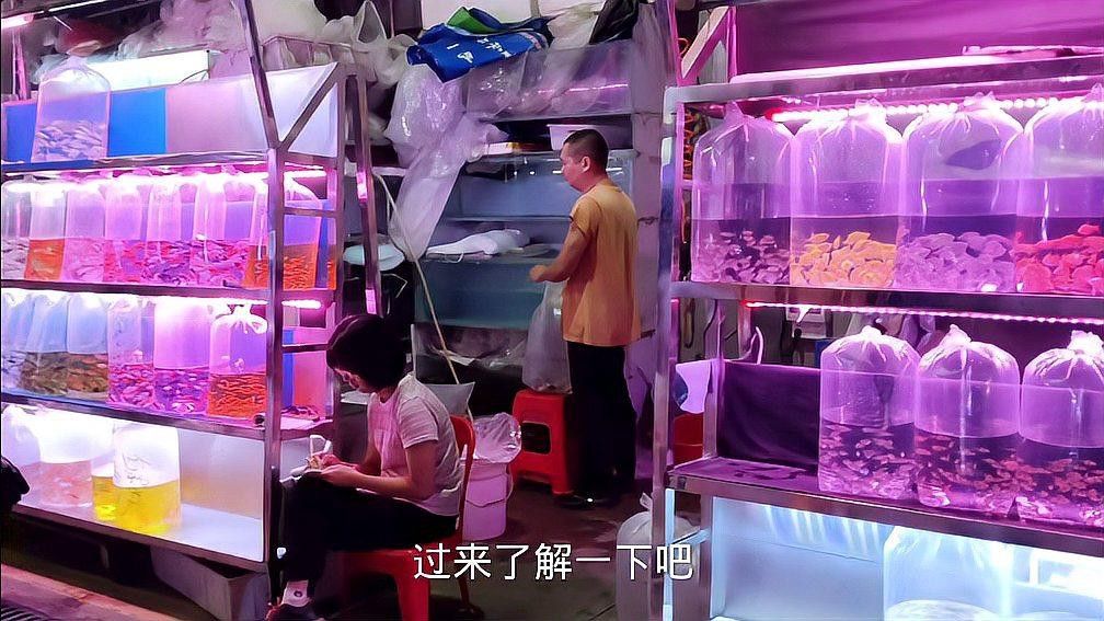 沈陽有賣雷龍魚的嗎多少錢一只