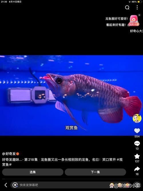 銀龍魚能和紅龍魚混養嗎圖片大全