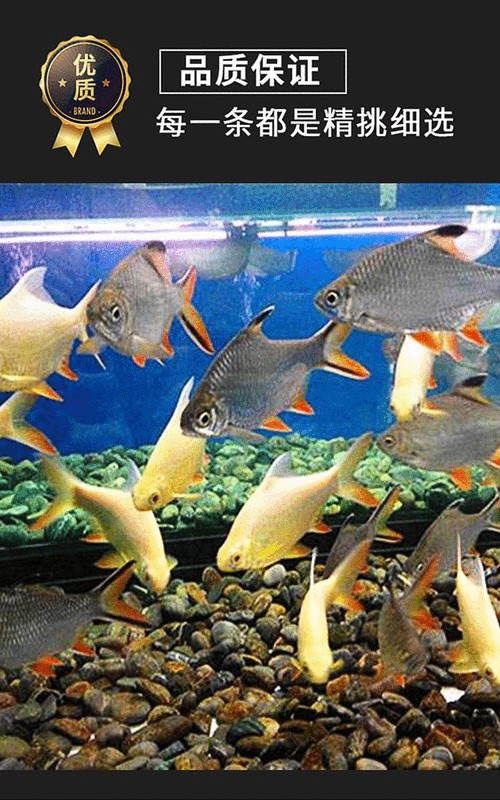 銀龍魚能和紅龍魚混養嗎圖片大全