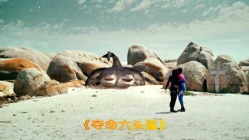 六頭鯊魚在線觀看免費(fèi)中文版 六頭鯊魚在線觀看免費(fèi)中文版 龍魚百科