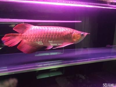 龍魚專賣店：龍魚專賣店提供了全面的龍魚相關(guān)產(chǎn)品和服務(wù)