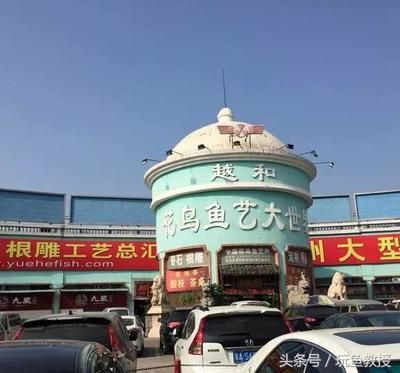 廣州龍魚市場怎么樣啊：廣州的龍魚市場怎么樣