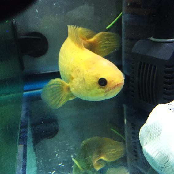 養金龍魚燈放在魚缸什么位置：養金龍魚時燈的擺放位置應該是魚缸頂部與水面平行