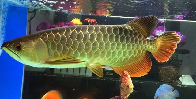 龍魚養幾條不打架，關于龍魚飼養數量的建議