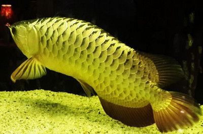 龍魚養幾條不打架，關于龍魚飼養數量的建議
