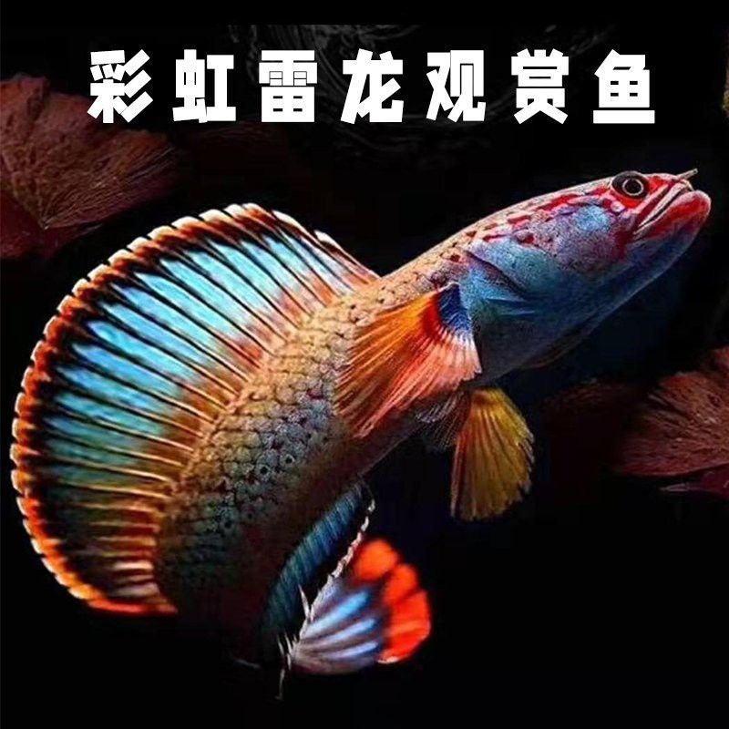 羅漢魚能和雷龍魚混養嗎