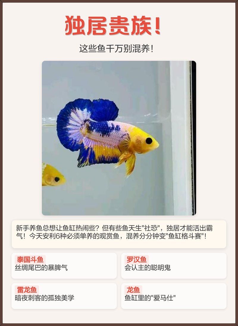 羅漢魚能和雷龍魚混養嗎