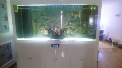 彩蝶魚缸型號大全圖片欣賞，彩蝶魚缸品牌對比彩蝶魚缸濾材選擇方法 彩蝶魚缸型號大全圖片欣賞，彩蝶魚缸品牌對比彩蝶魚缸濾材選擇方法 龍魚百科 第4張