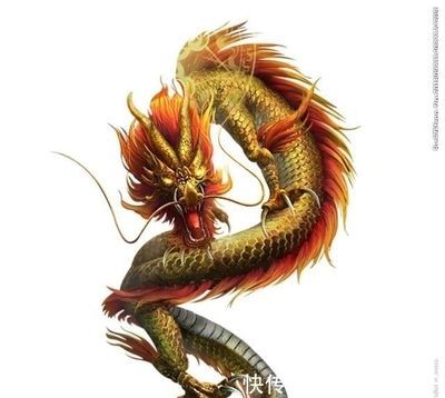 龍魚腥味重（龍魚怎么去腥）