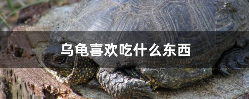 烏龜喜歡吃什么東西