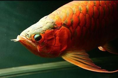 龍魚晚上關燈會引起掉眼嗎：龍魚晚上關燈會導致掉眼嗎？