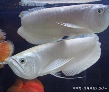 銀龍魚適宜水溫和光照周期：銀龍魚適宜水溫和光照周期的詳細(xì)信息是24-[需手動填充]