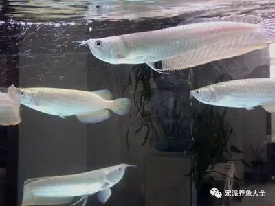 銀龍魚適宜水溫和光照周期：銀龍魚適宜水溫和光照周期的詳細(xì)信息是24-[需手動填充]