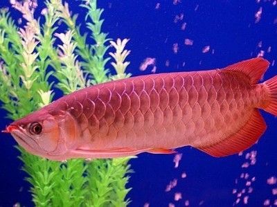 中國最貴金龍魚排名第一的具體信息金龍魚排名第一:中國最貴金龍魚排名 龍魚百科 第1張 中國最貴金龍魚排名第一的具體信息金龍魚排名第一:中國最貴金龍魚排名 中國最貴金龍魚排名第一的具體信息金龍魚排名第一:中國最貴金龍魚排名 龍魚百科 第1張