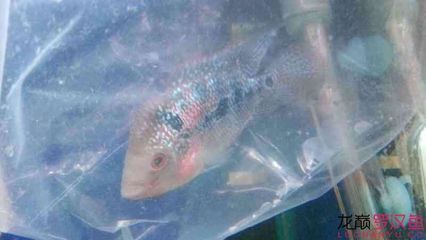 白子關(guān)刀魚，白子關(guān)刀魚的繁殖方式