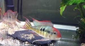 白子關(guān)刀魚，白子關(guān)刀魚的繁殖方式