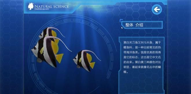 白子關(guān)刀魚，白子關(guān)刀魚的繁殖方式