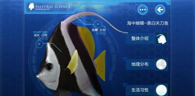 白子關(guān)刀魚，白子關(guān)刀魚的繁殖方式