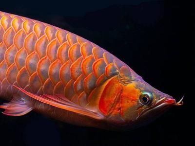 金龍魚怎樣養發色最好
