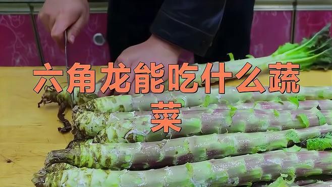 如何給六角恐龍魚喂蔬菜？
