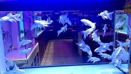 北京水族批發市場，官園魚市特色魚類介紹