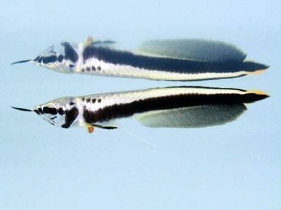 如何養好黑龍魚：關于黑龍魚是否好吃以及如何養好黑龍魚的問題我將分別進行回答
