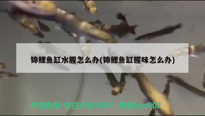 錦鯉魚缸水腥怎么辦(錦鯉魚缸腥味怎么辦) 錦鯉魚缸水腥怎么辦(錦鯉魚缸腥味怎么辦) 龍魚百科