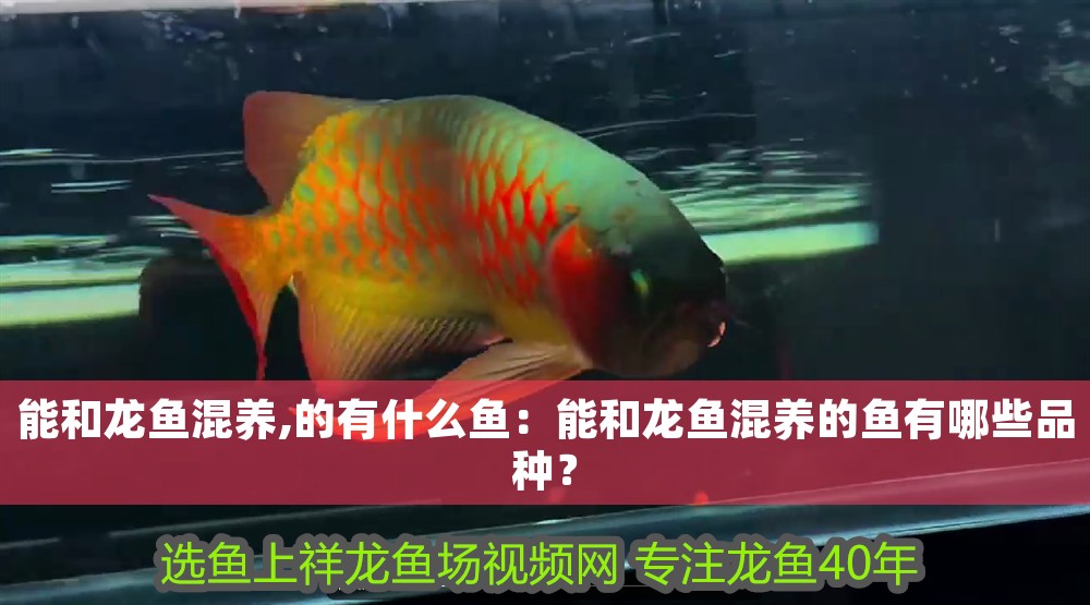 能和龍魚混養(yǎng),的有什么魚：能和龍魚混養(yǎng)的魚有哪些品種？