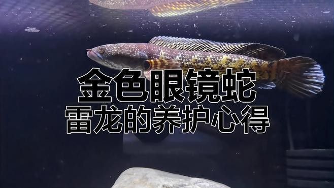 黃金眼鏡蛇雷龍的市場價格是多少？