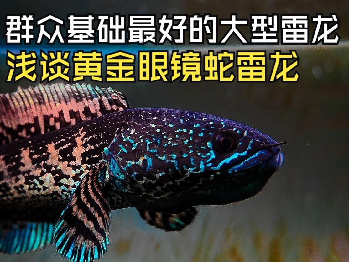 黃金眼鏡蛇雷龍的市場價格是多少？