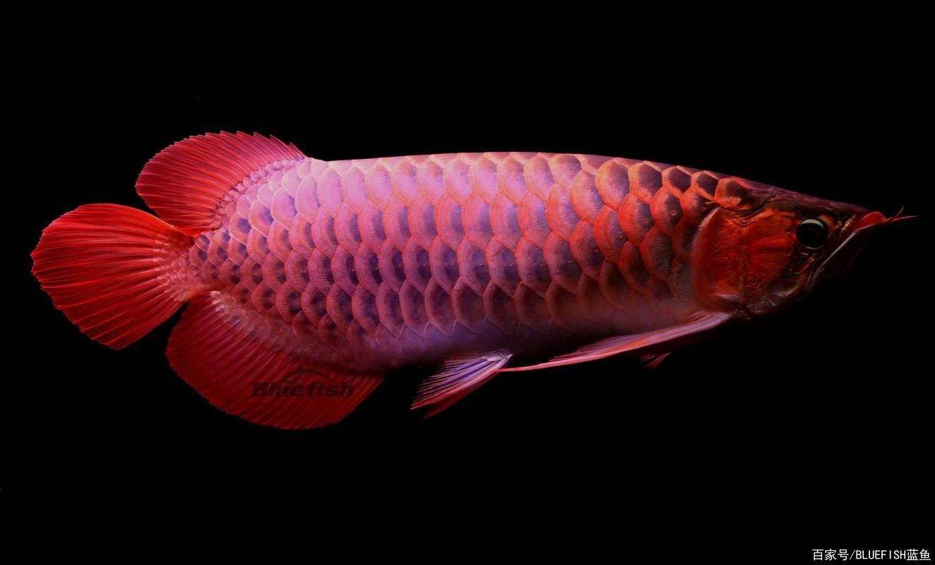 龍魚缸背景圖片高清圖大全 龍魚缸背景圖片高清圖大全 龍魚百科 第11張