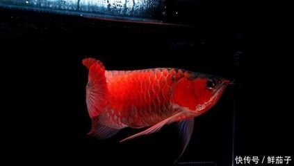 龍魚鱗片有白點(diǎn)是什么病癥：龍魚鱗片上有白點(diǎn)是什么病癥