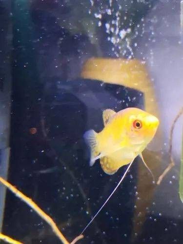 曼龍魚吃魚苗嗎