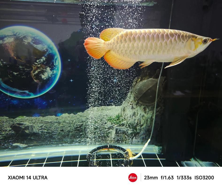 【天津龍魚價格天津龍魚圖片天津龍魚轉讓】