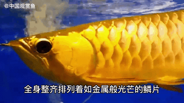 金龍魚壁紙圖片大全大圖可愛