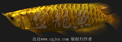 金龍魚壁紙圖片大全大圖可愛