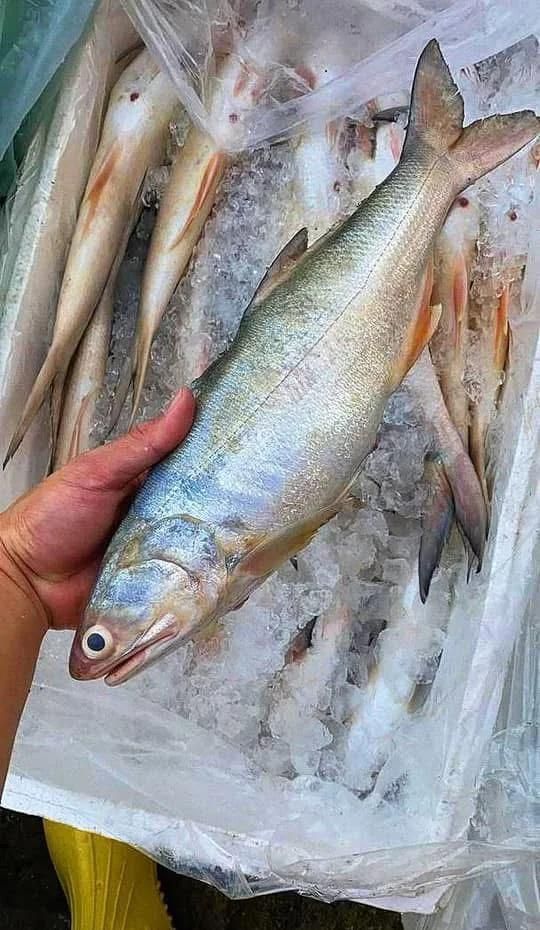 馬來西亞海魚種類