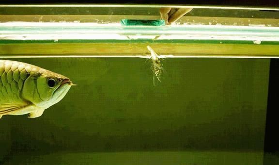 龍魚食用魚：龍魚飼養注意事項，龍魚飼料品牌推薦,
