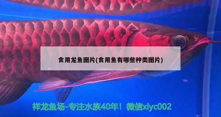 龍魚食用魚：龍魚飼養注意事項，龍魚飼料品牌推薦,