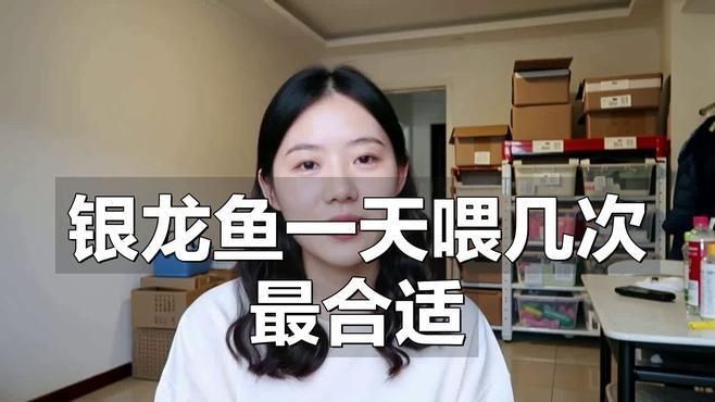 銀龍魚喂食的正確方法