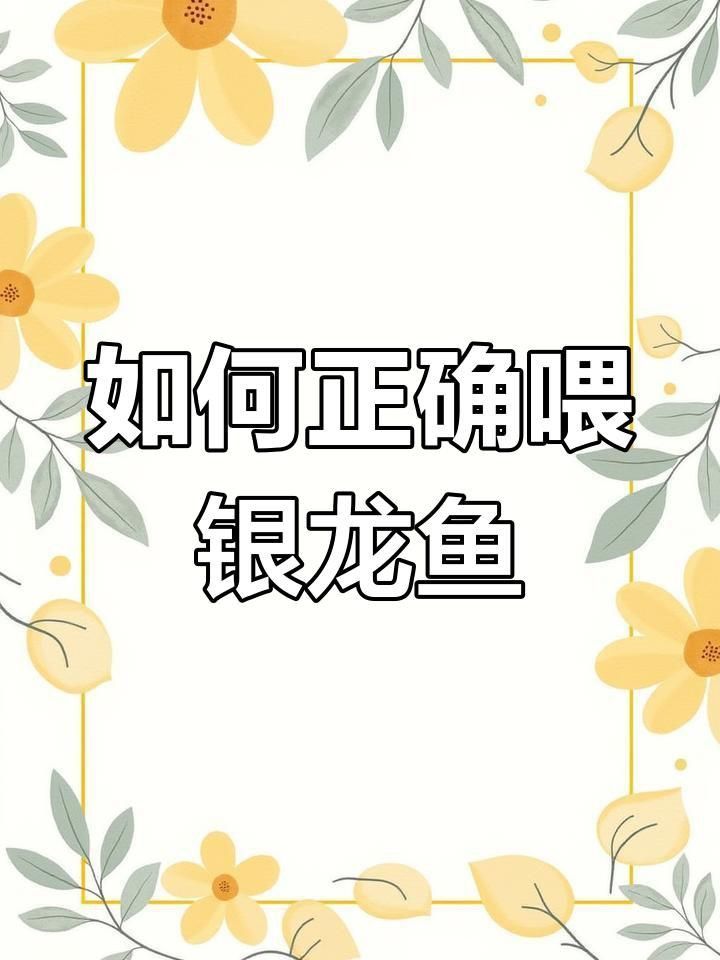 銀龍魚喂食的正確方法