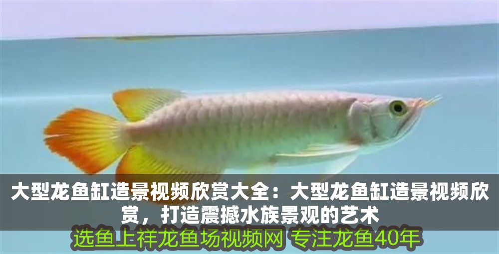 大型龍魚缸造景視頻欣賞大全：大型龍魚缸造景視頻欣賞，打造震撼水族景觀的藝術 大型龍魚缸造景視頻欣賞大全：大型龍魚缸造景視頻欣賞，打造震撼水族景觀的藝術 龍魚百科 第1張