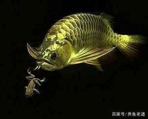 龍魚怎么撈出來：撈取龍魚時(shí)，有多種方法可以幫助我們完成這項(xiàng)工作