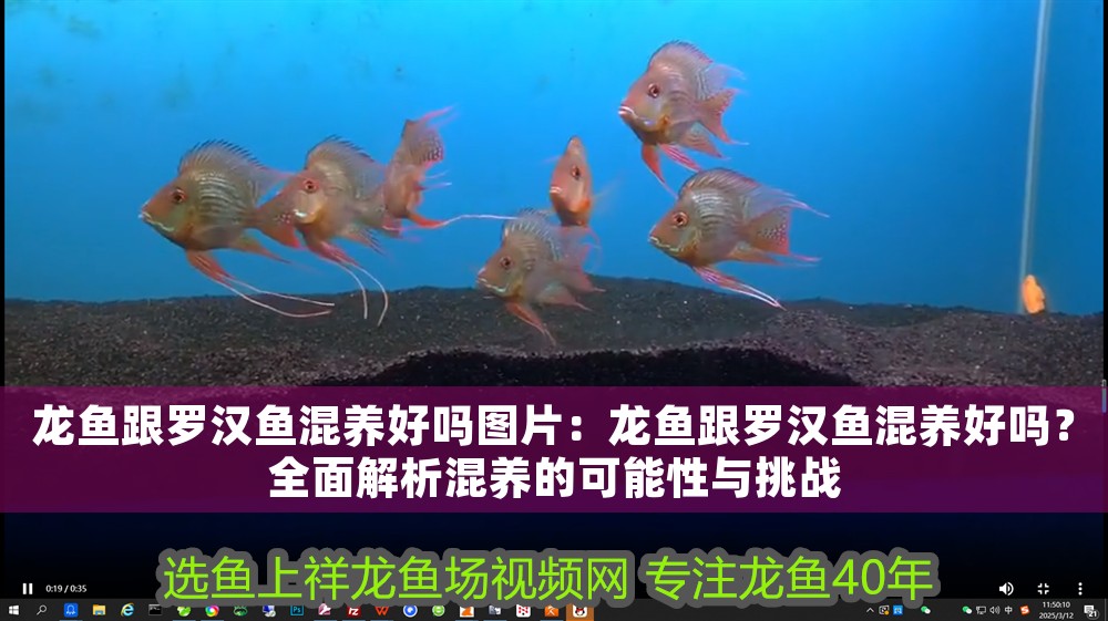 龍魚跟羅漢魚混養好嗎圖片：龍魚跟羅漢魚混養好嗎？全面解析混養的可能性與挑戰